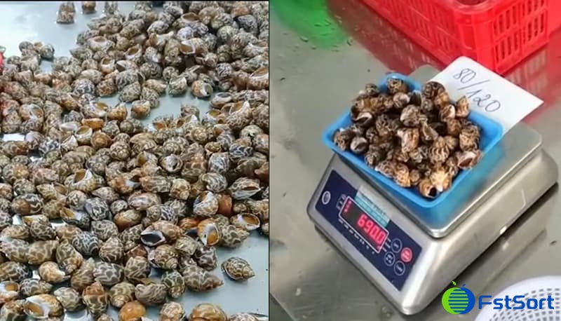 images/1672386972030Topshell Snail sorter.jpg